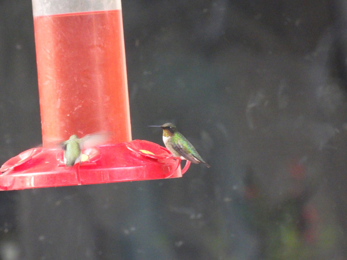 Ruby-throated Hummingbird - ML641702752