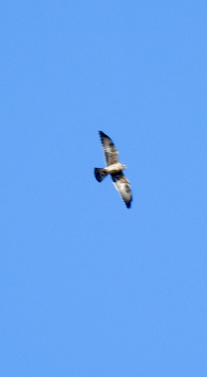 Mississippi Kite - ML641702757