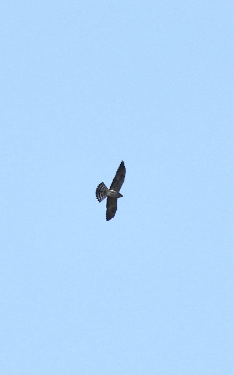 Mississippi Kite - ML641702760