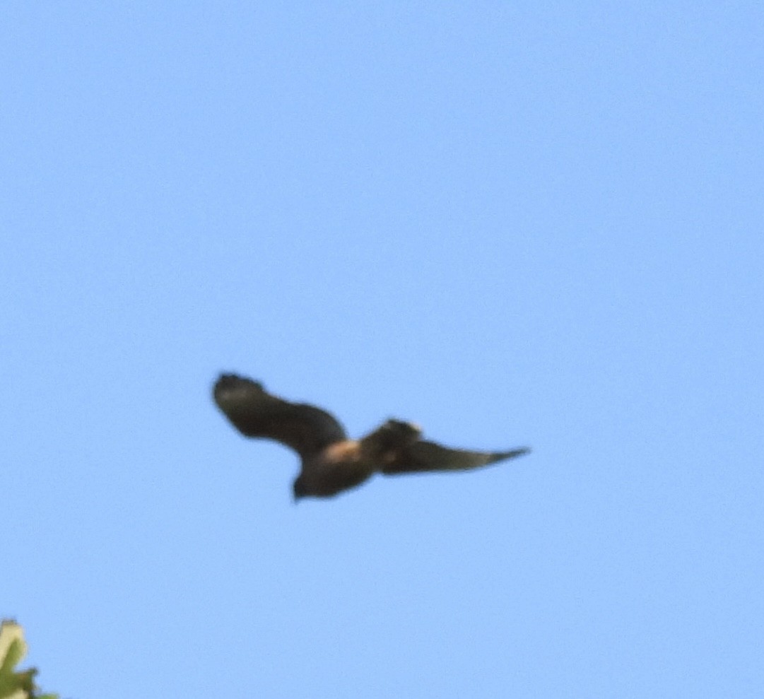 Red-shouldered Hawk - ML641702768
