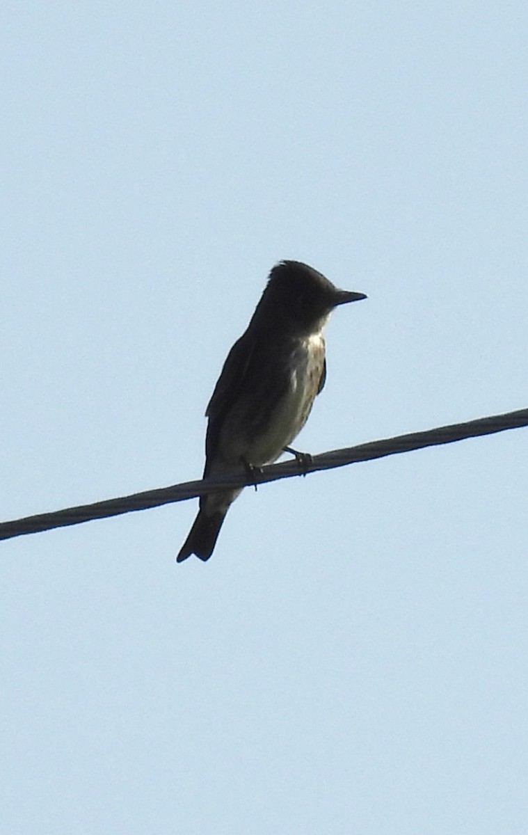 Olive-sided Flycatcher - ML641702770