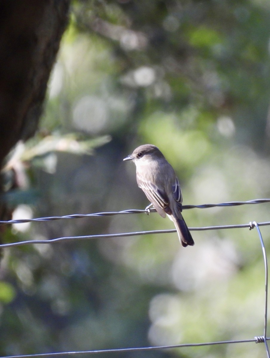 Eastern Phoebe - ML641702772