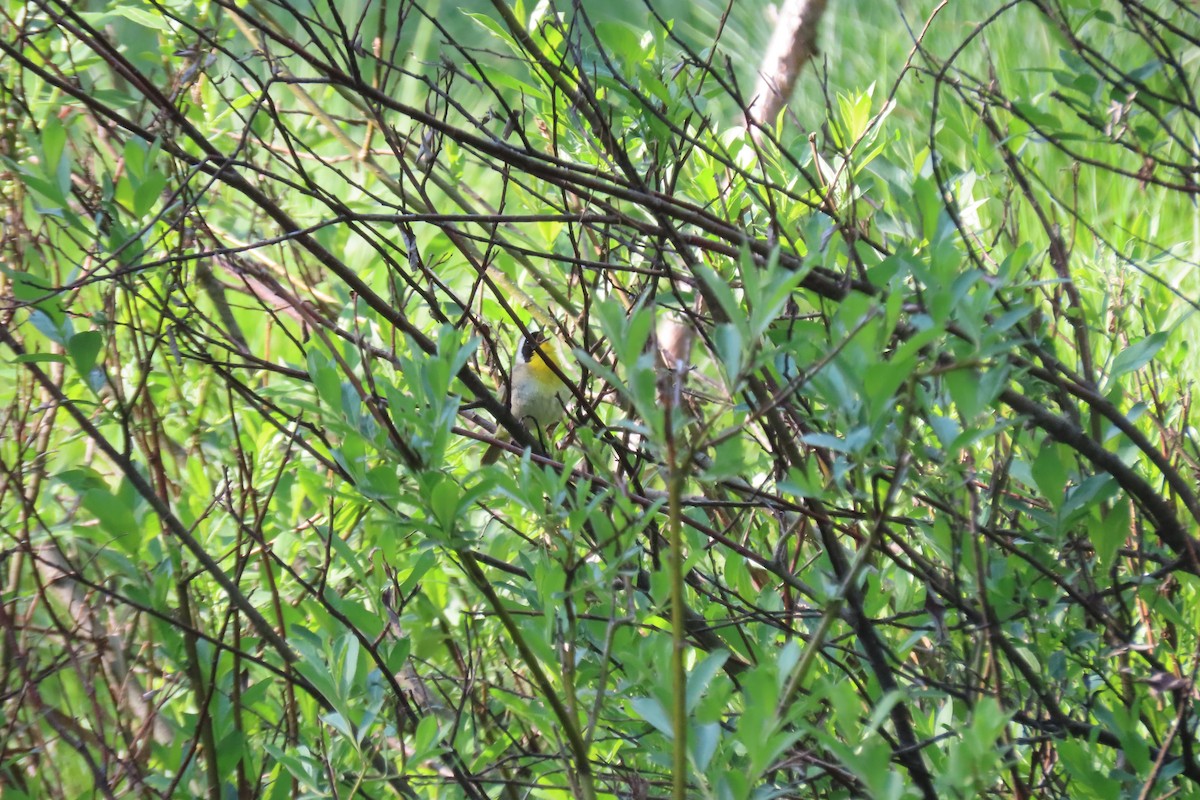 Common Yellowthroat - ML641702775