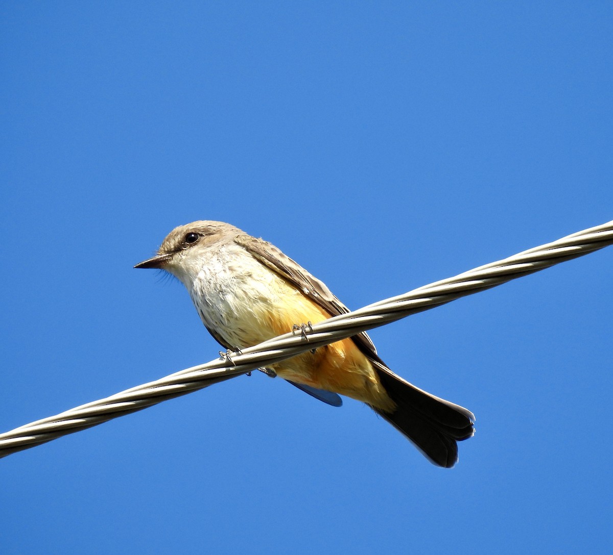 Vermilion Flycatcher - ML641702778
