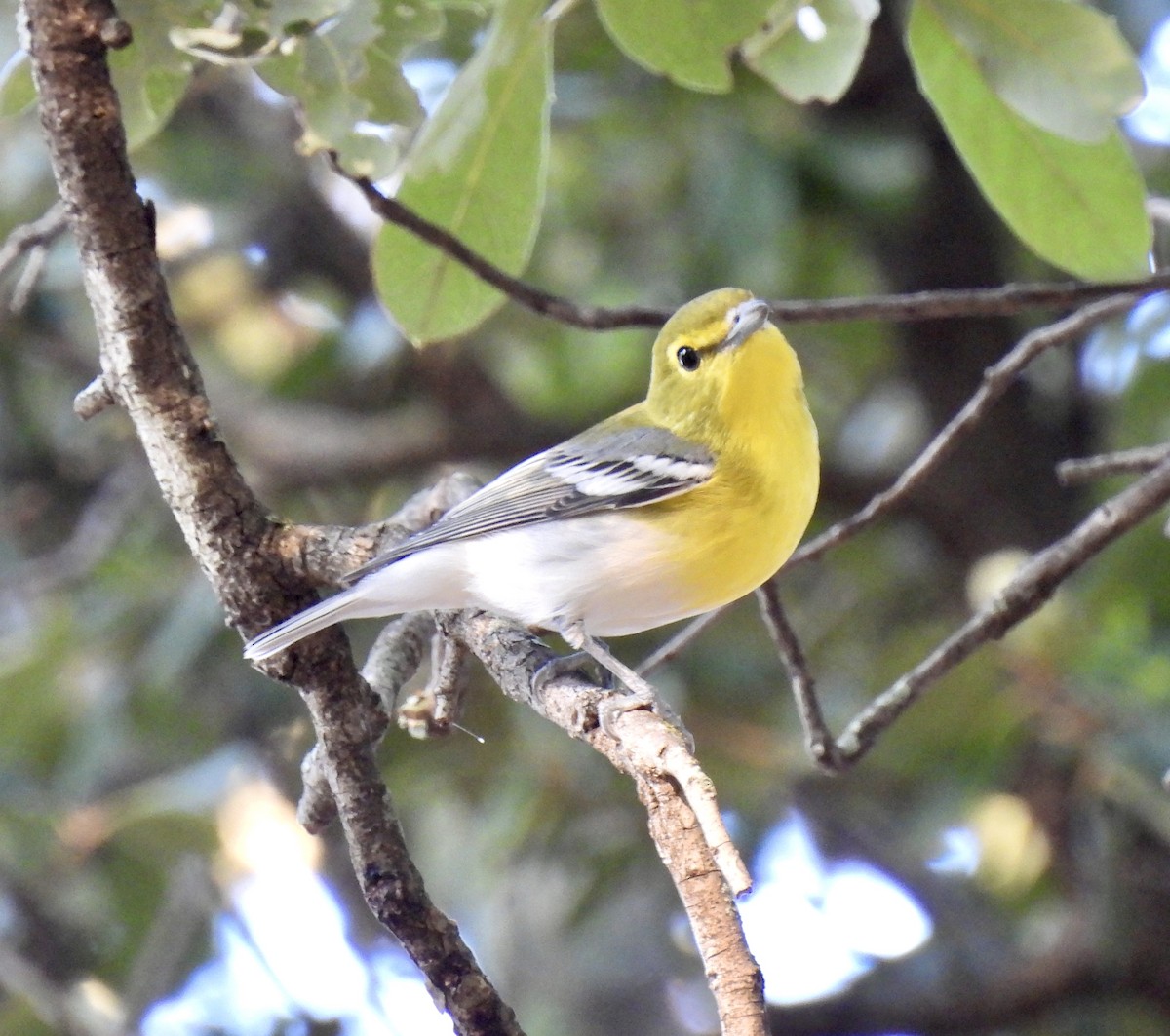 Yellow-throated Vireo - ML641702785