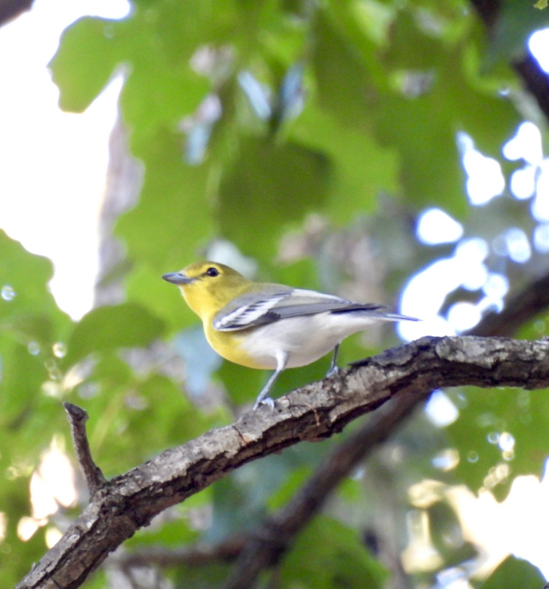 Yellow-throated Vireo - ML641702786