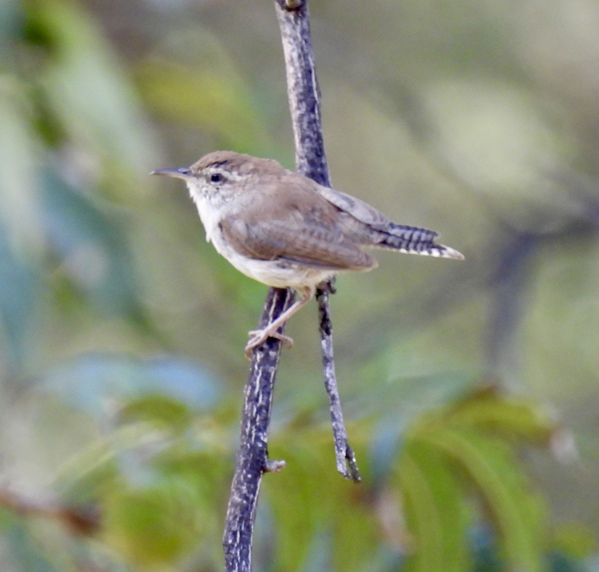 Bewick's Wren - ML641702793