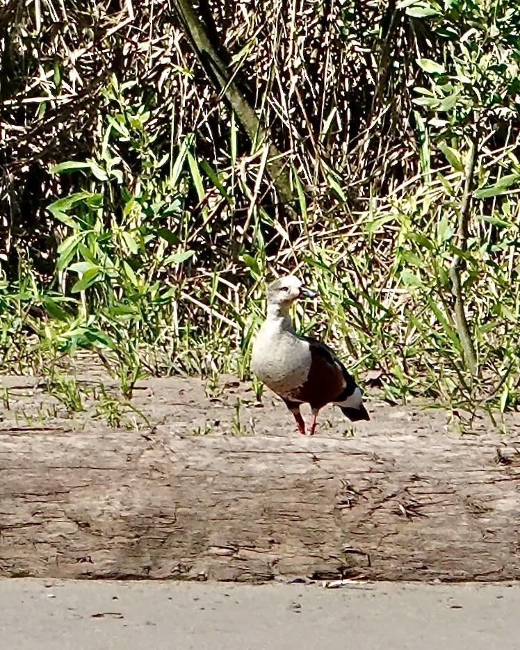 Orinoco Goose - ML641702805