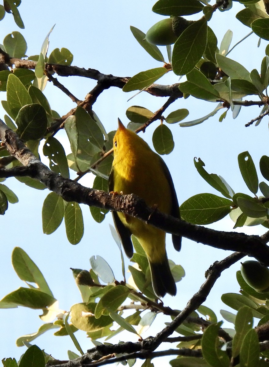 Wilson's Warbler - ML641702807