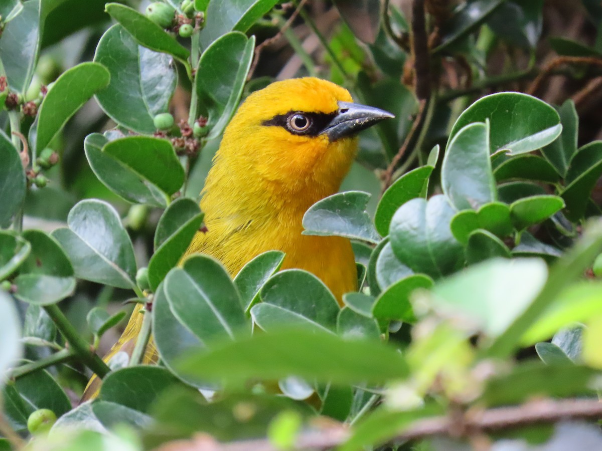 Spectacled Weaver - ML641702808