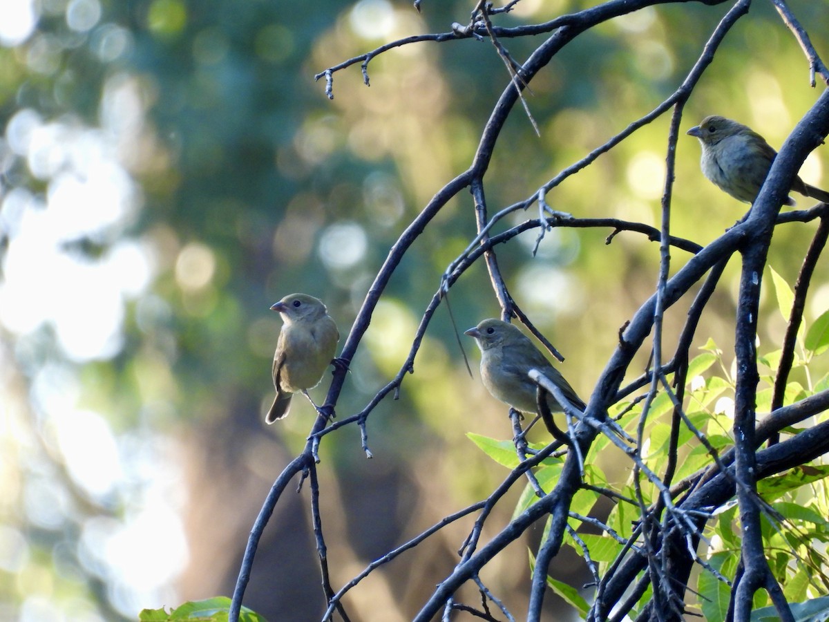 Painted Bunting - ML641702814