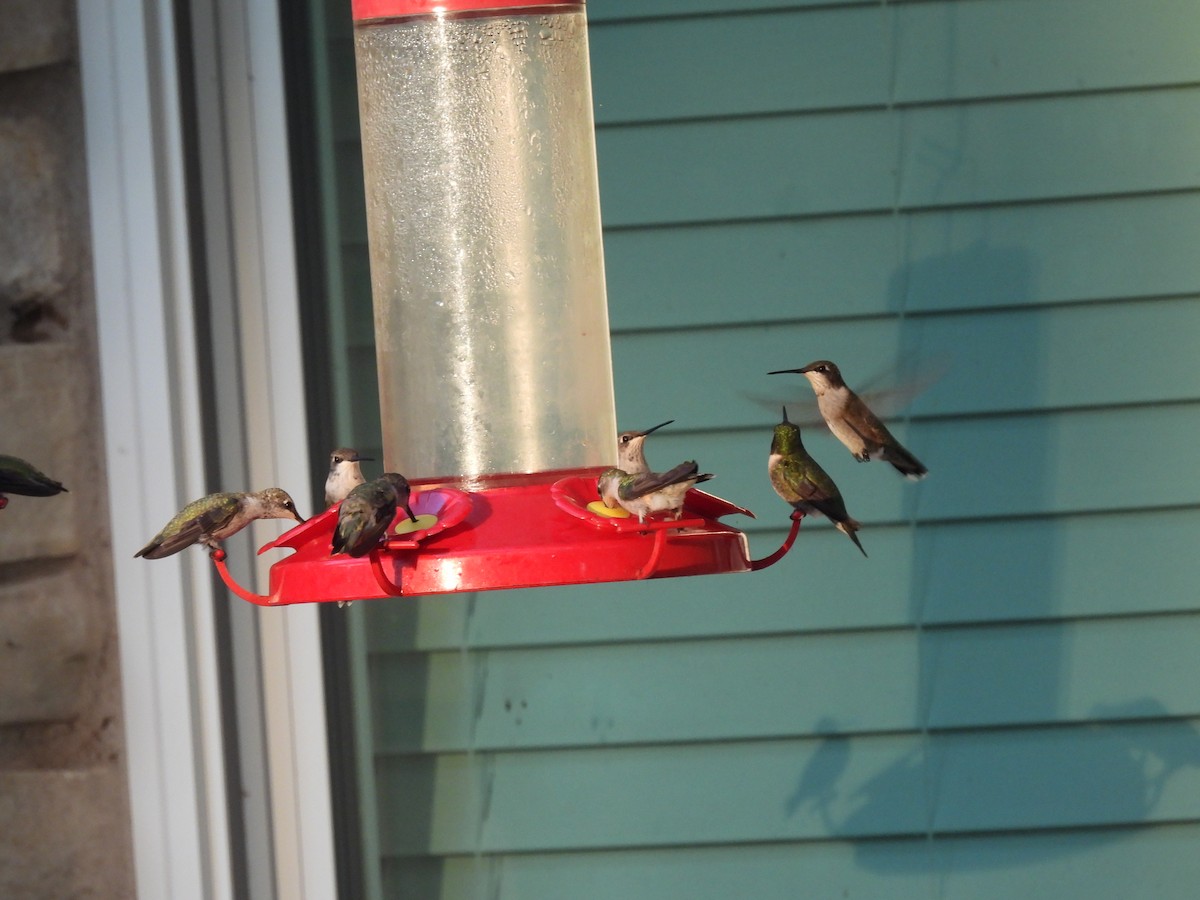 Black-chinned Hummingbird - ML641702827