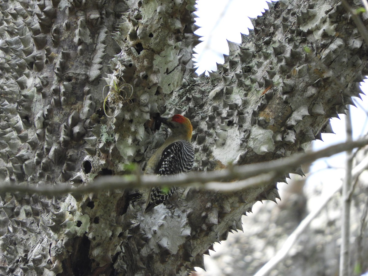 Hoffmann's Woodpecker - ML641702836