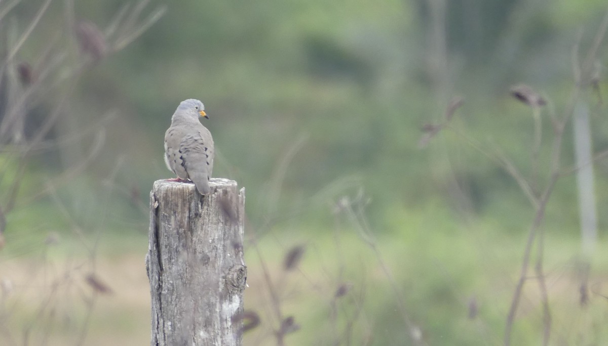 Croaking Ground Dove - ML641702837