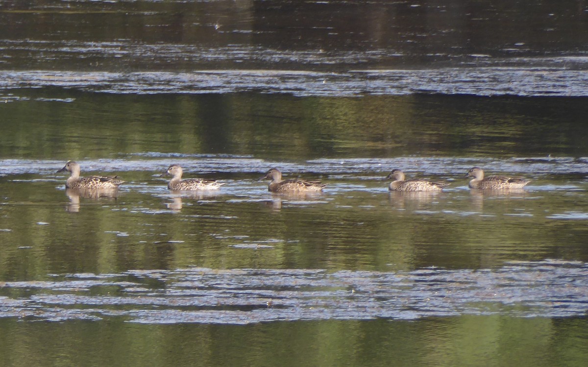 Blue-winged Teal - ML641702839