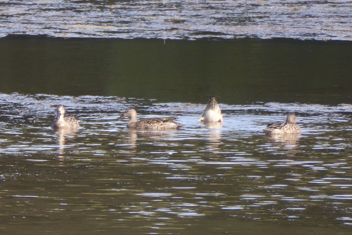 Blue-winged Teal - ML641702840