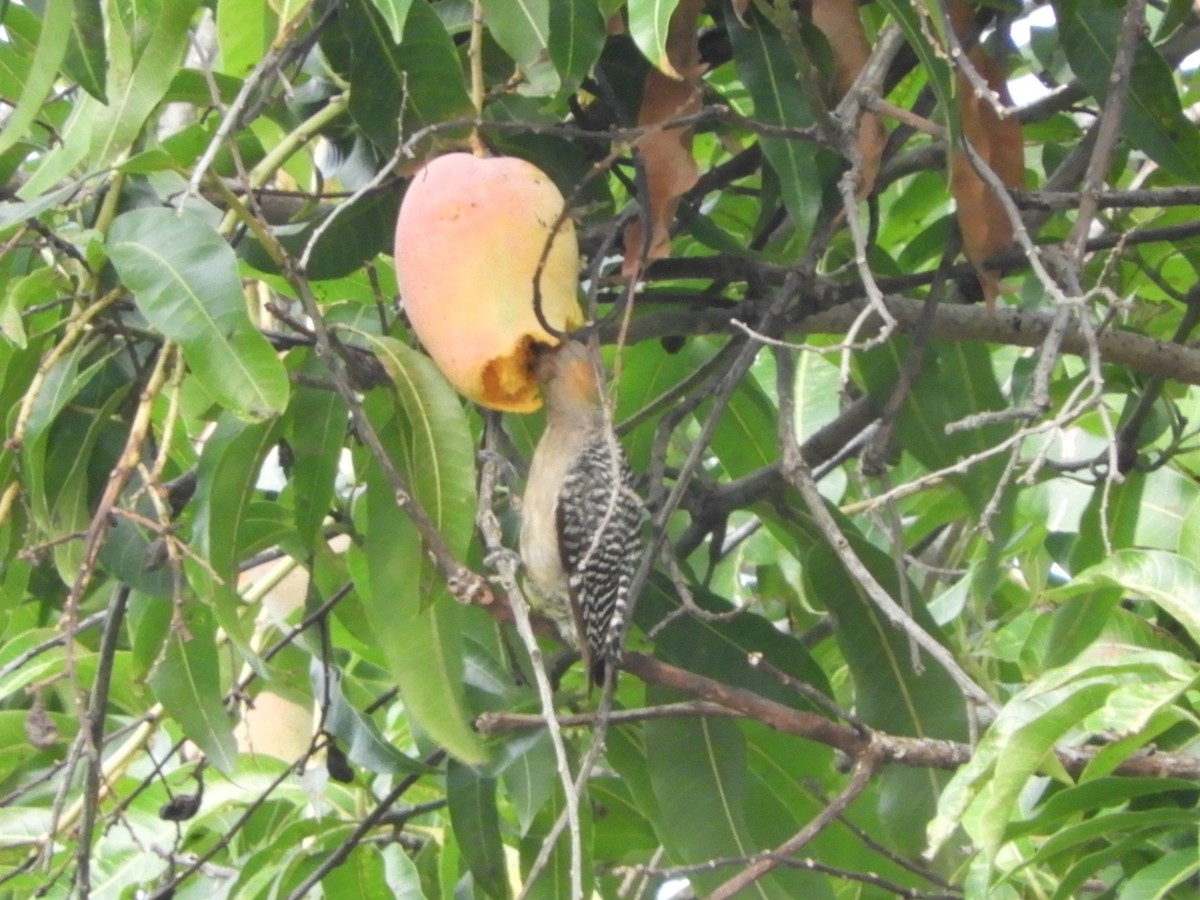 Hoffmann's Woodpecker - ML641702842