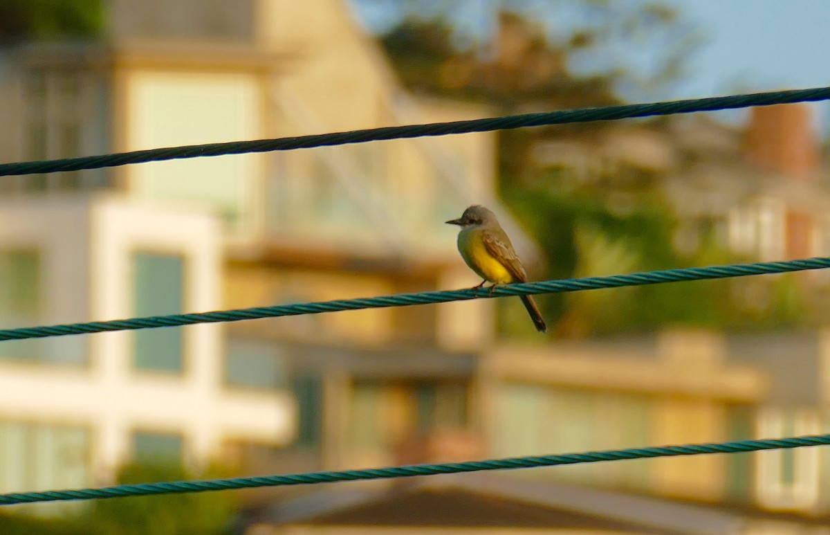 Tropical Kingbird - ML641702861