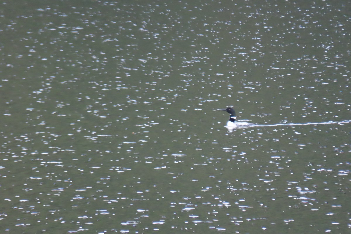 Common Loon - ML641702871