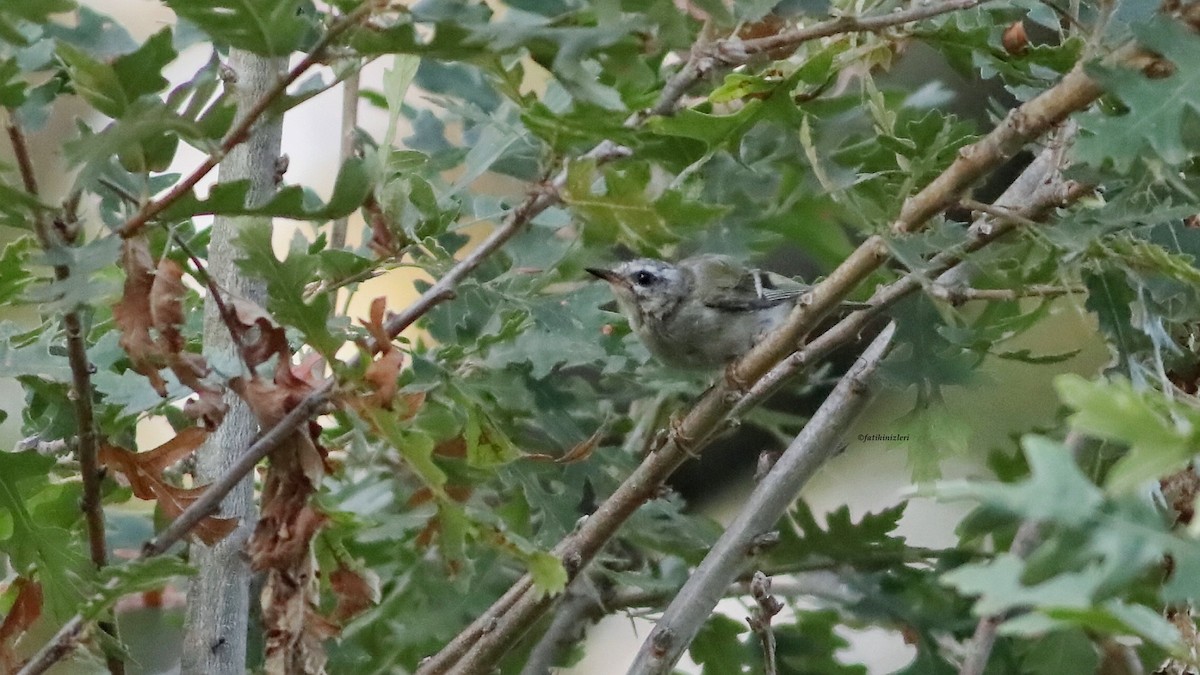 Common Firecrest - ML641702873