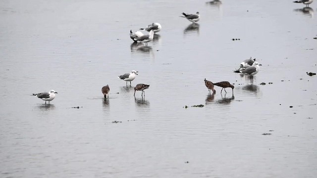 Hudsonian Godwit - ML641702879