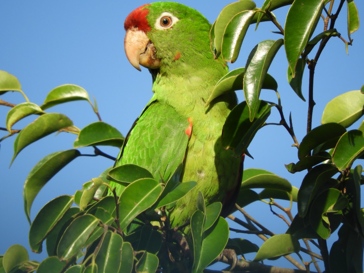 Crimson-fronted Parakeet - ML641702900