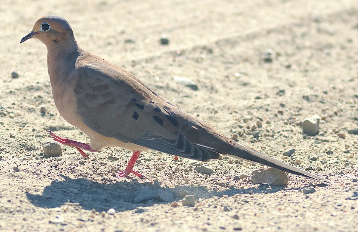 Mourning Dove - ML641702966