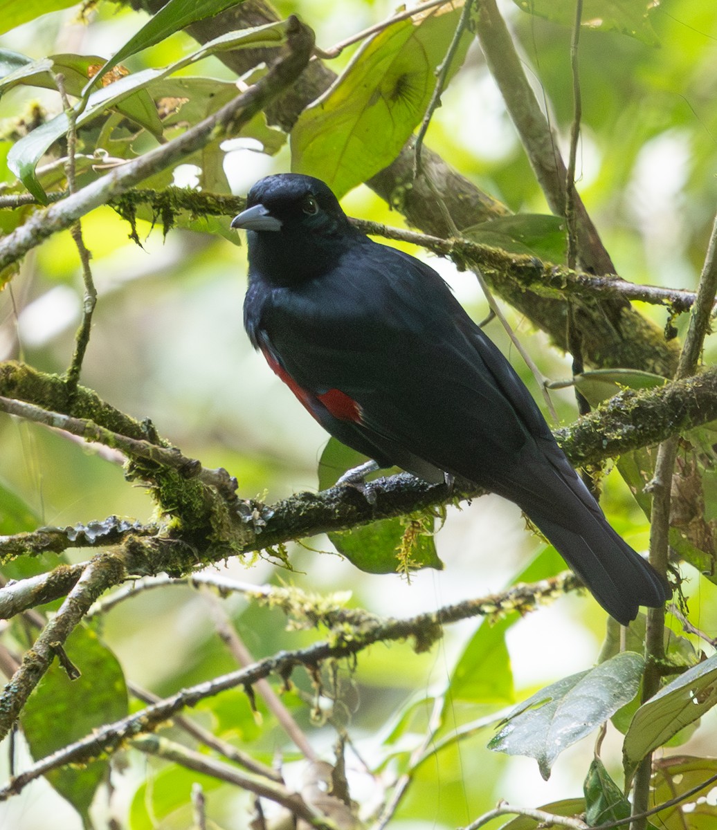 Black-and-crimson Oriole - ML641703023