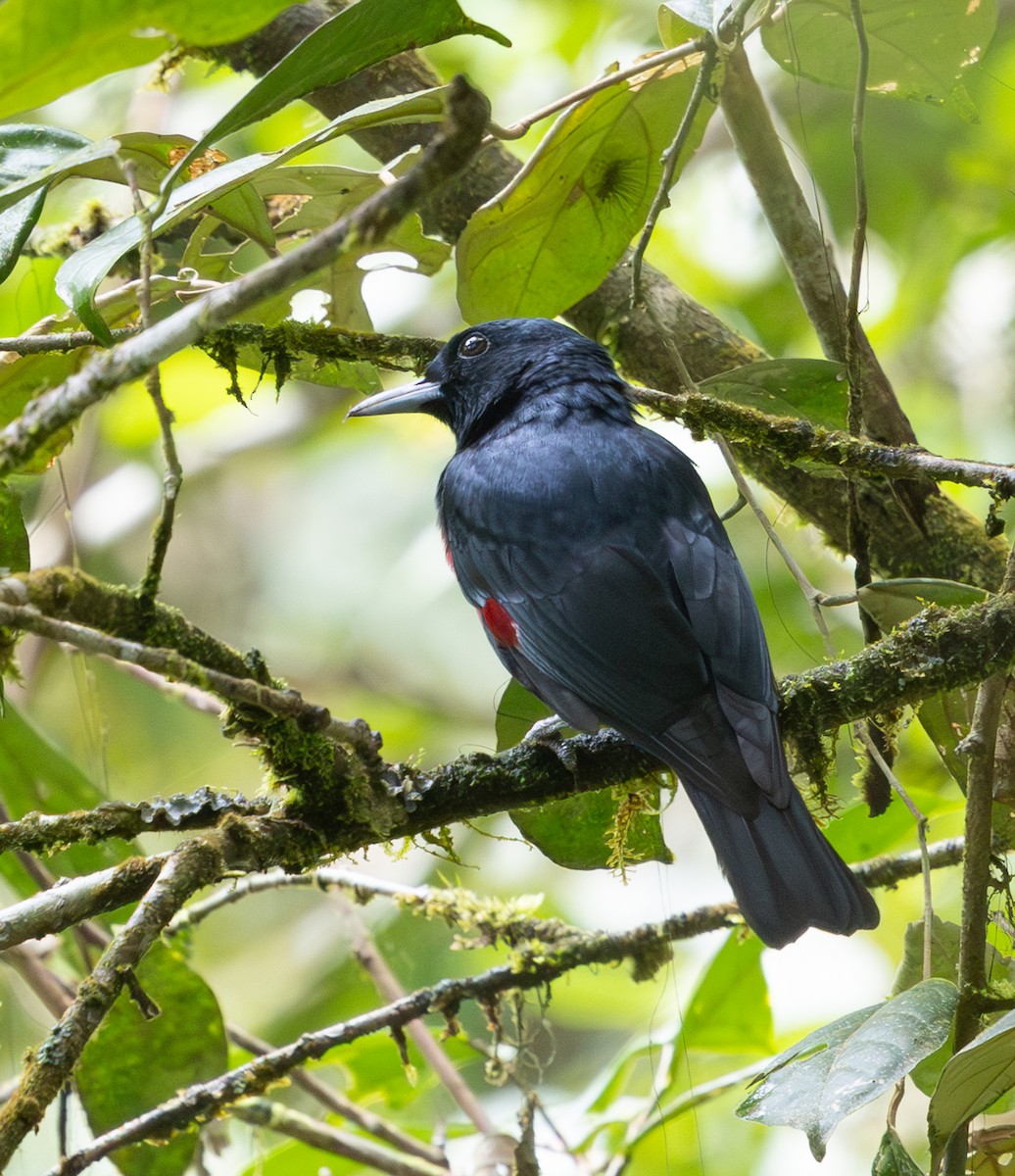 Black-and-crimson Oriole - ML641703025