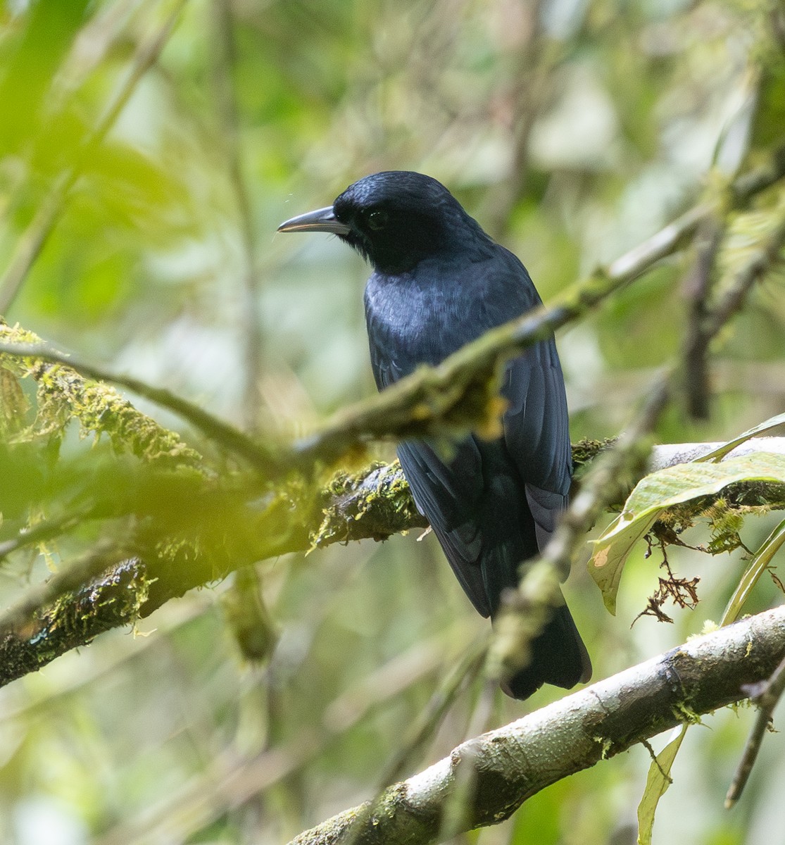Black-and-crimson Oriole - ML641703035