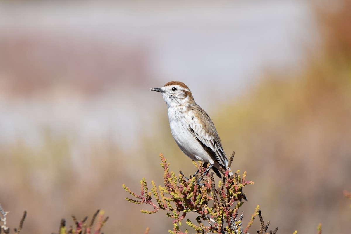 Salinas Monjita - ML641703039