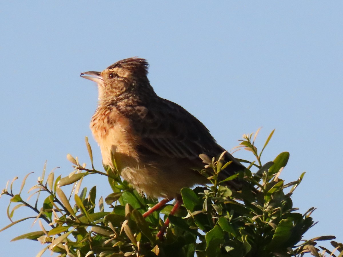 Rufous-naped Lark - ML641703043