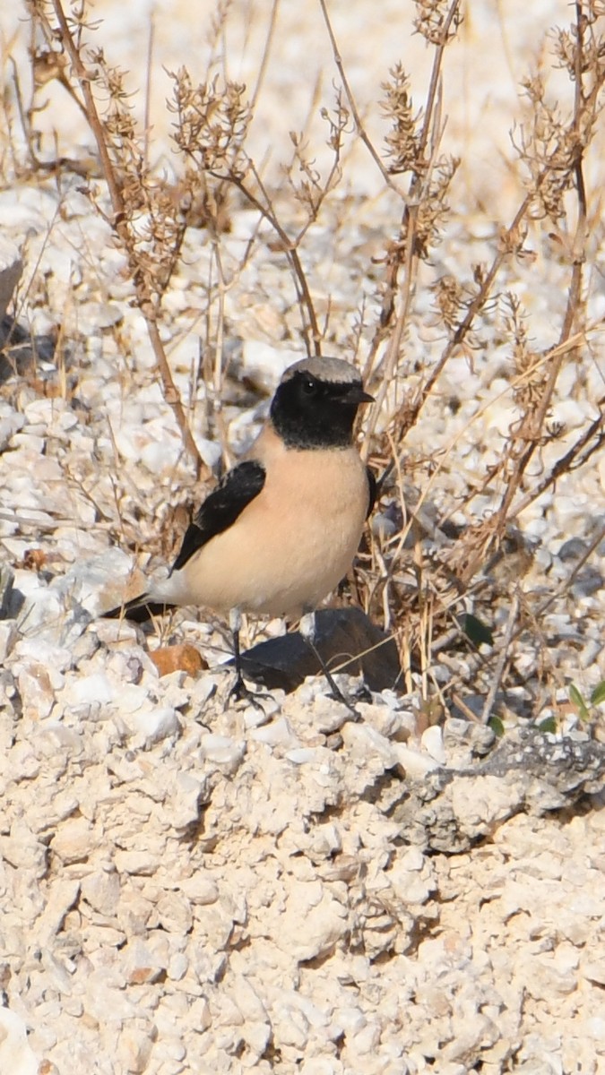 Eastern Black-eared Wheatear - ML641703118