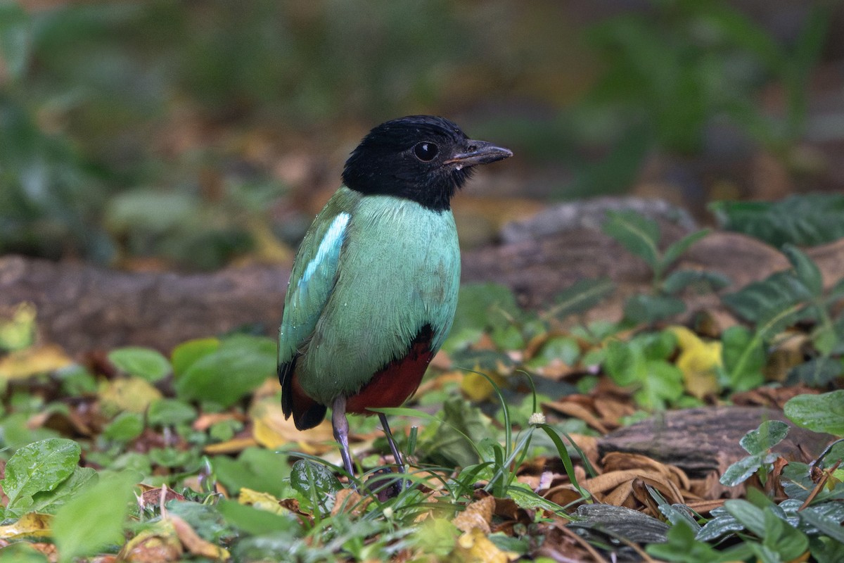 Western Hooded Pitta (Sunda) - ML641703151