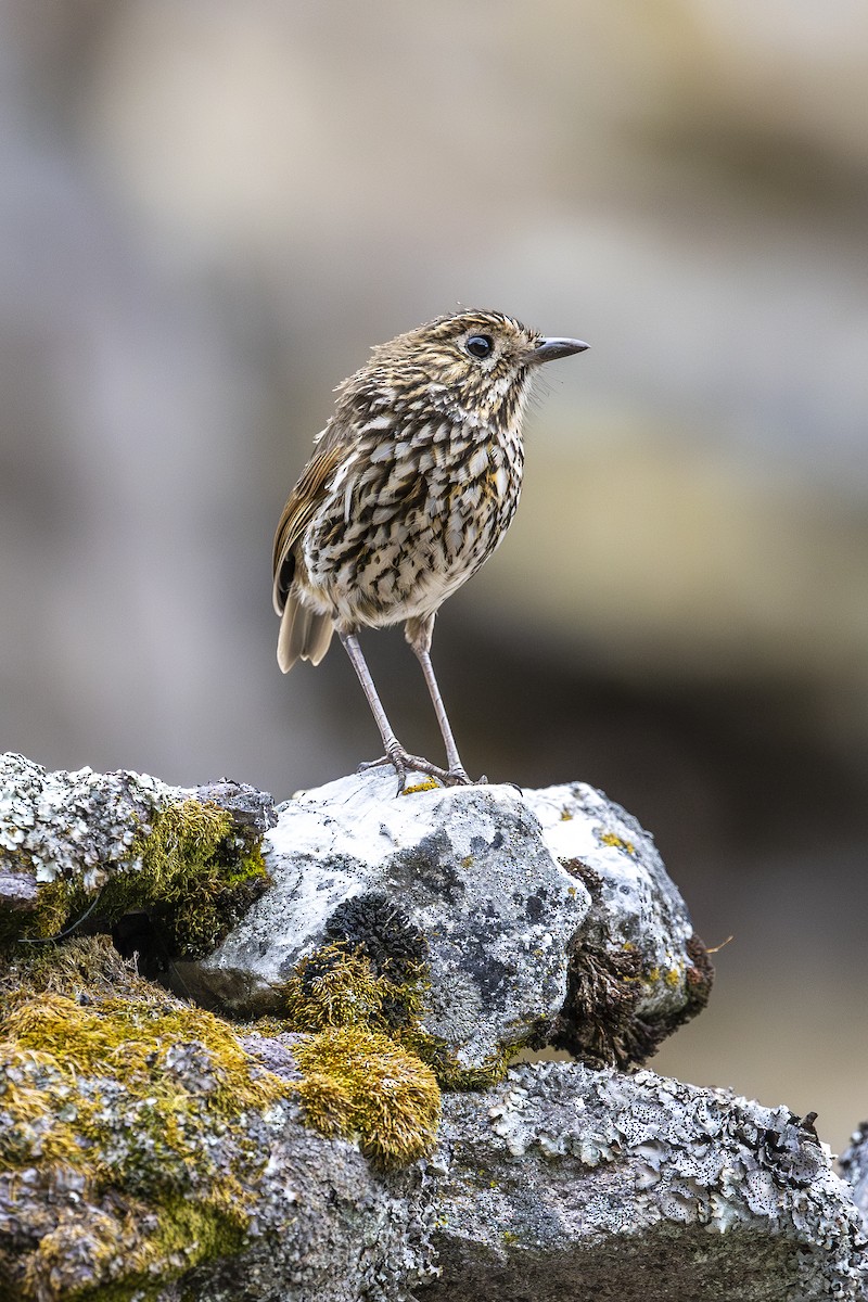 Stripe-headed Antpitta - ML641703177
