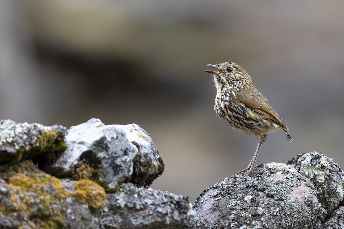 Stripe-headed Antpitta - ML641703178