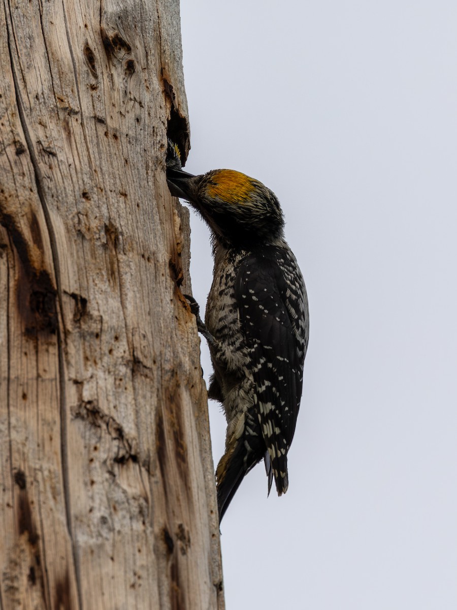 American Three-toed Woodpecker - ML641703180