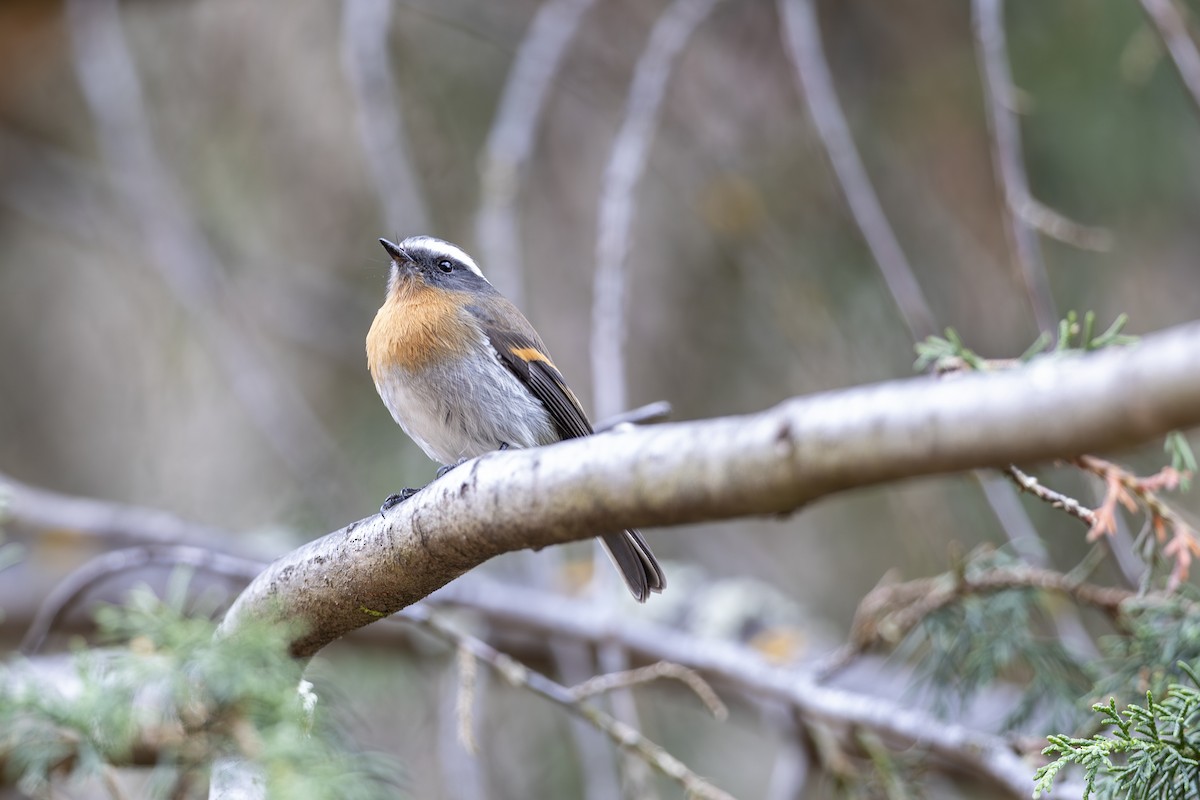 Rufous-breasted Chat-Tyrant - ML641703198