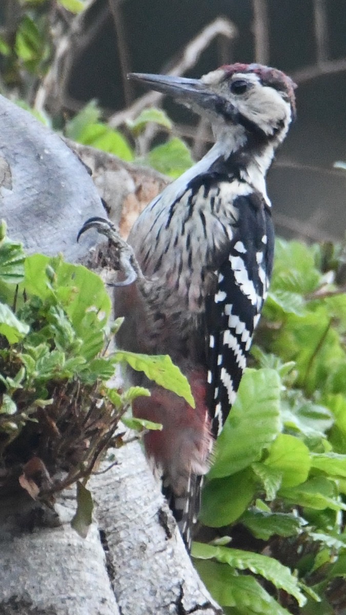 White-backed Woodpecker - ML641703205