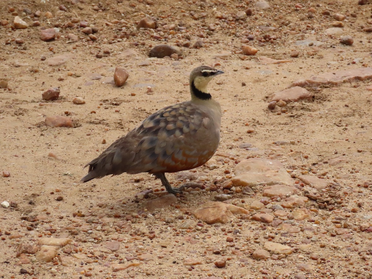 Yellow-throated Sandgrouse - ML641703210