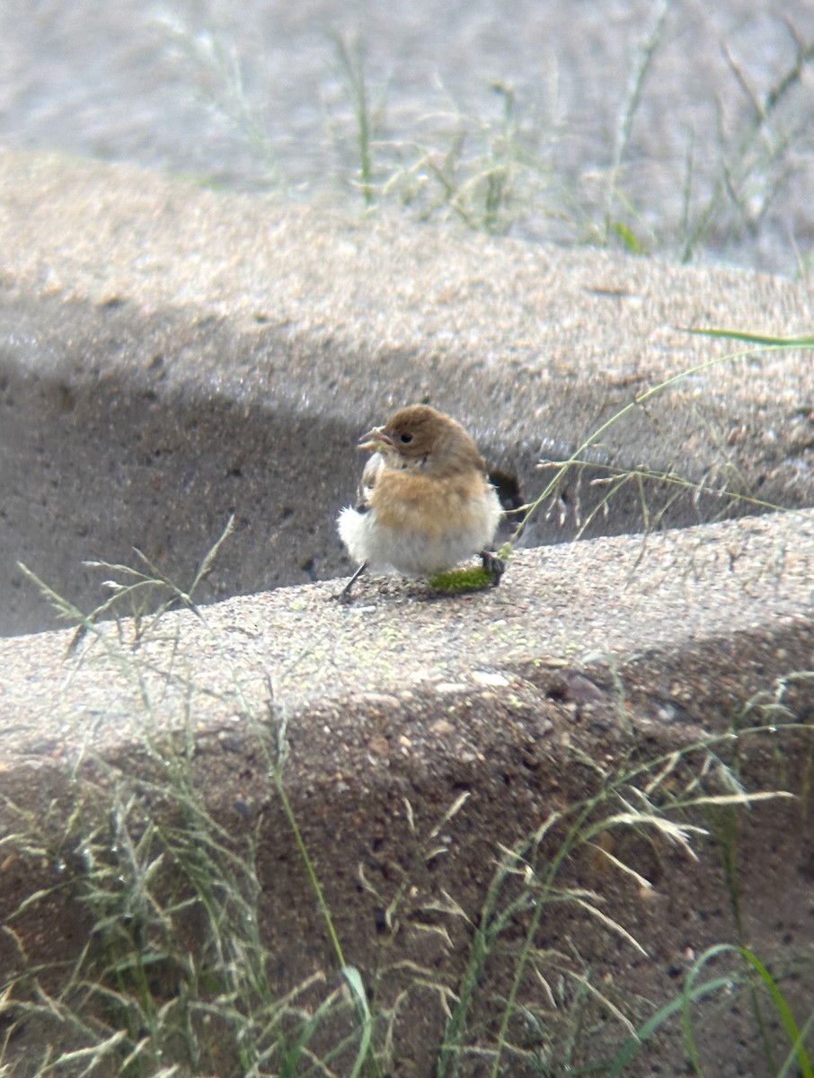 Lazuli Bunting - ML641703222