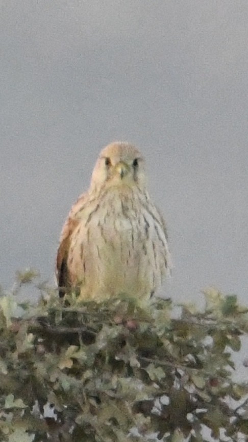 Lesser Kestrel - ML641703242