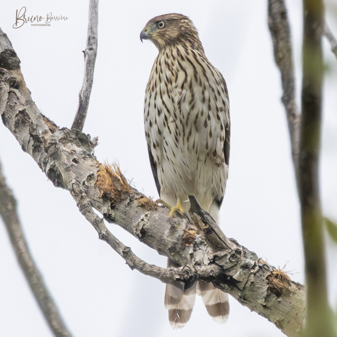 jestřáb americký - ML641703243