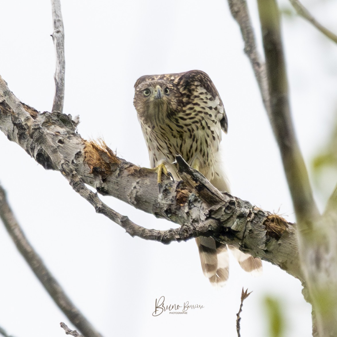 jestřáb americký - ML641703244