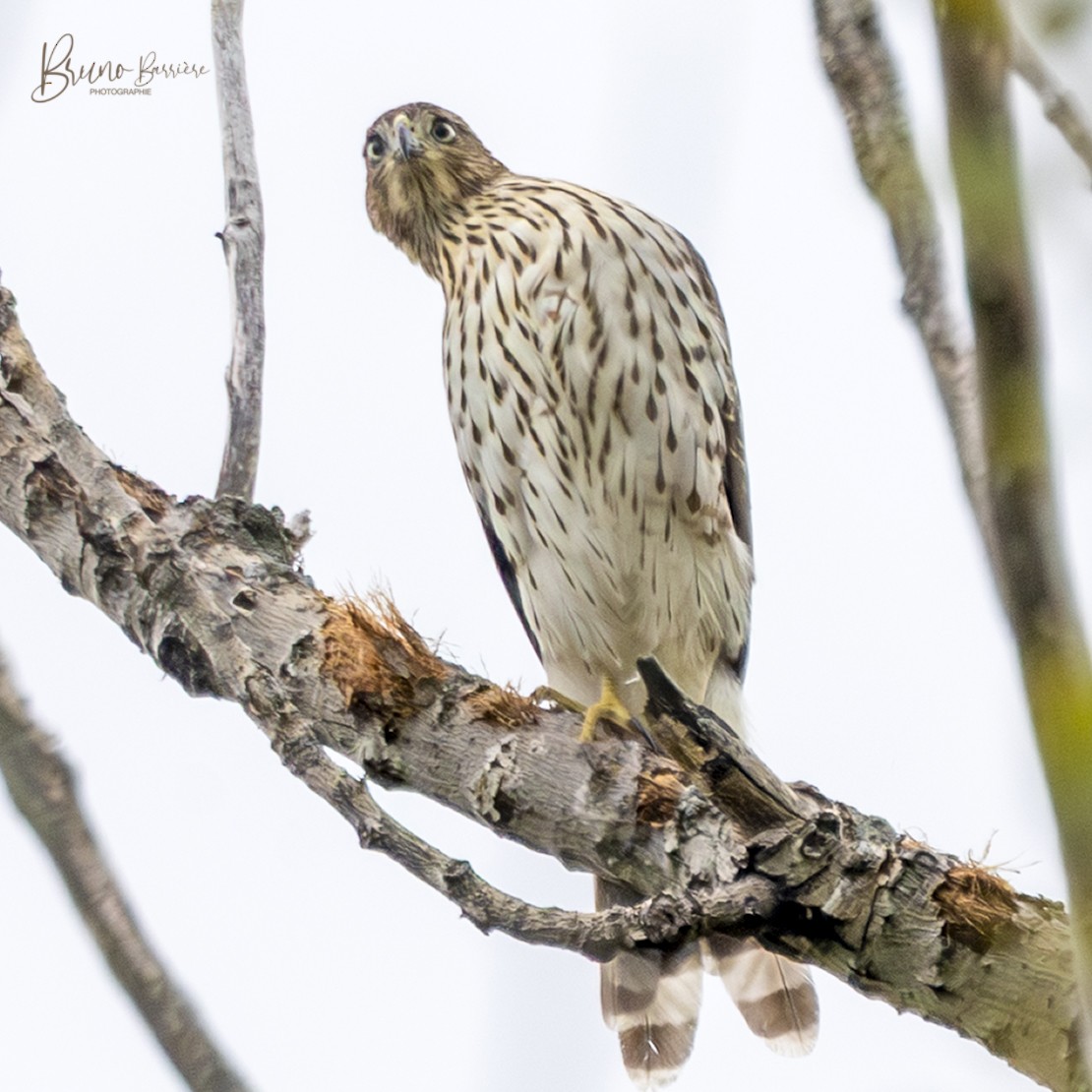 jestřáb americký - ML641703245