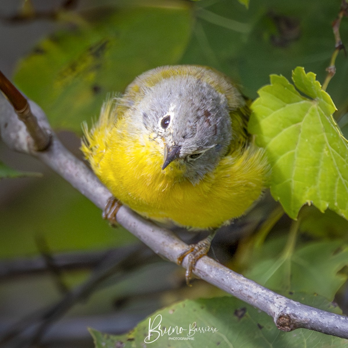 lesňáček rezavokorunkatý - ML641703253