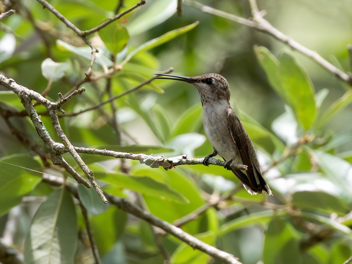 Black-chinned Hummingbird - ML641703254