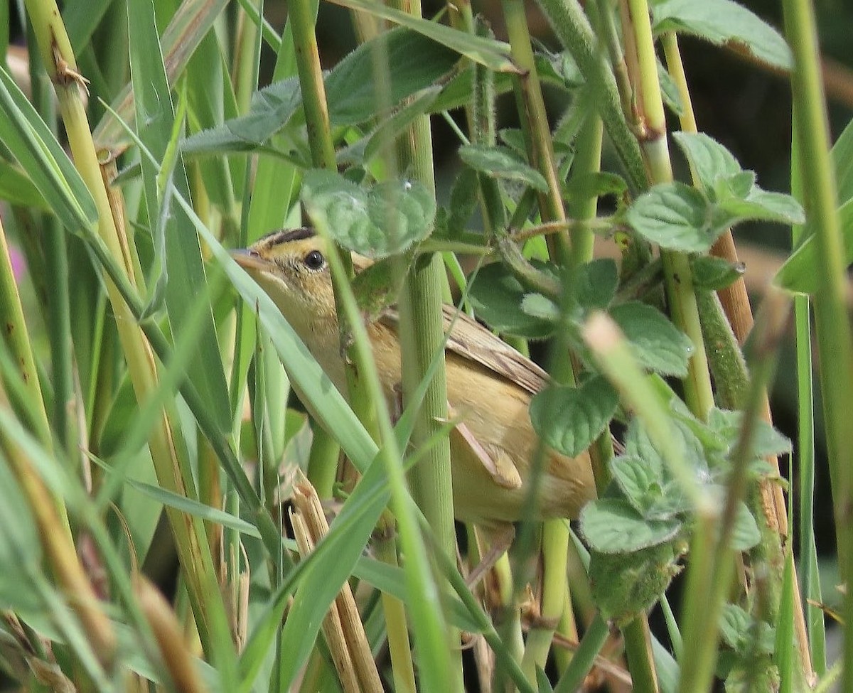 Aquatic Warbler - ML641703299