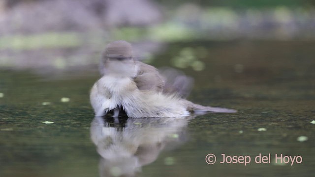 Garden Warbler - ML641703315