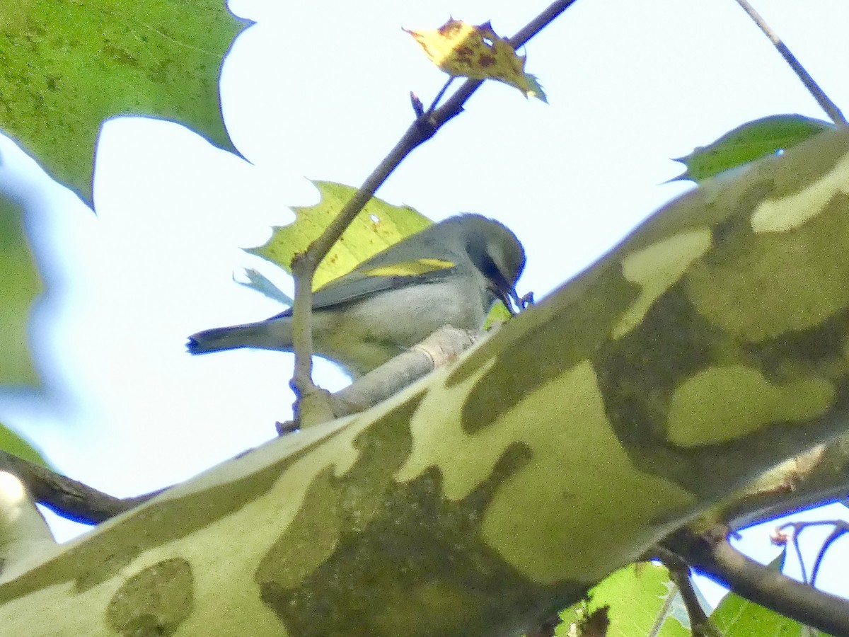 Golden-winged Warbler - ML641703319